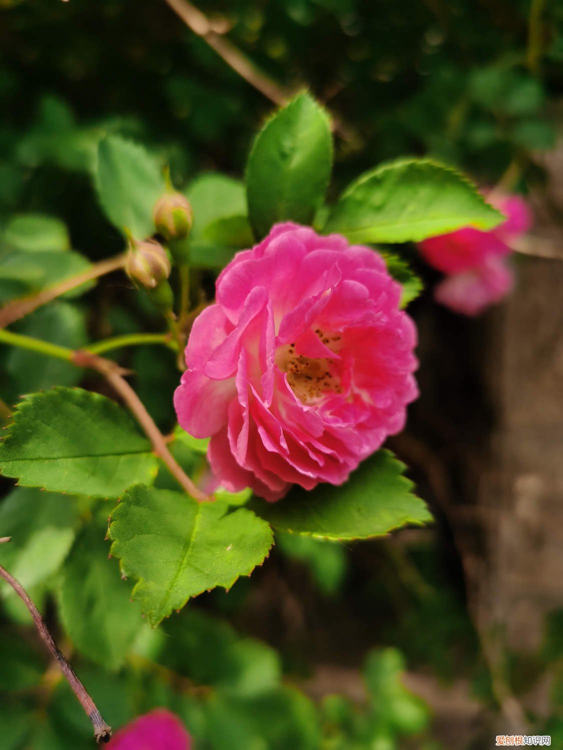 野蔷薇能养家里吗 怎么养野蔷薇