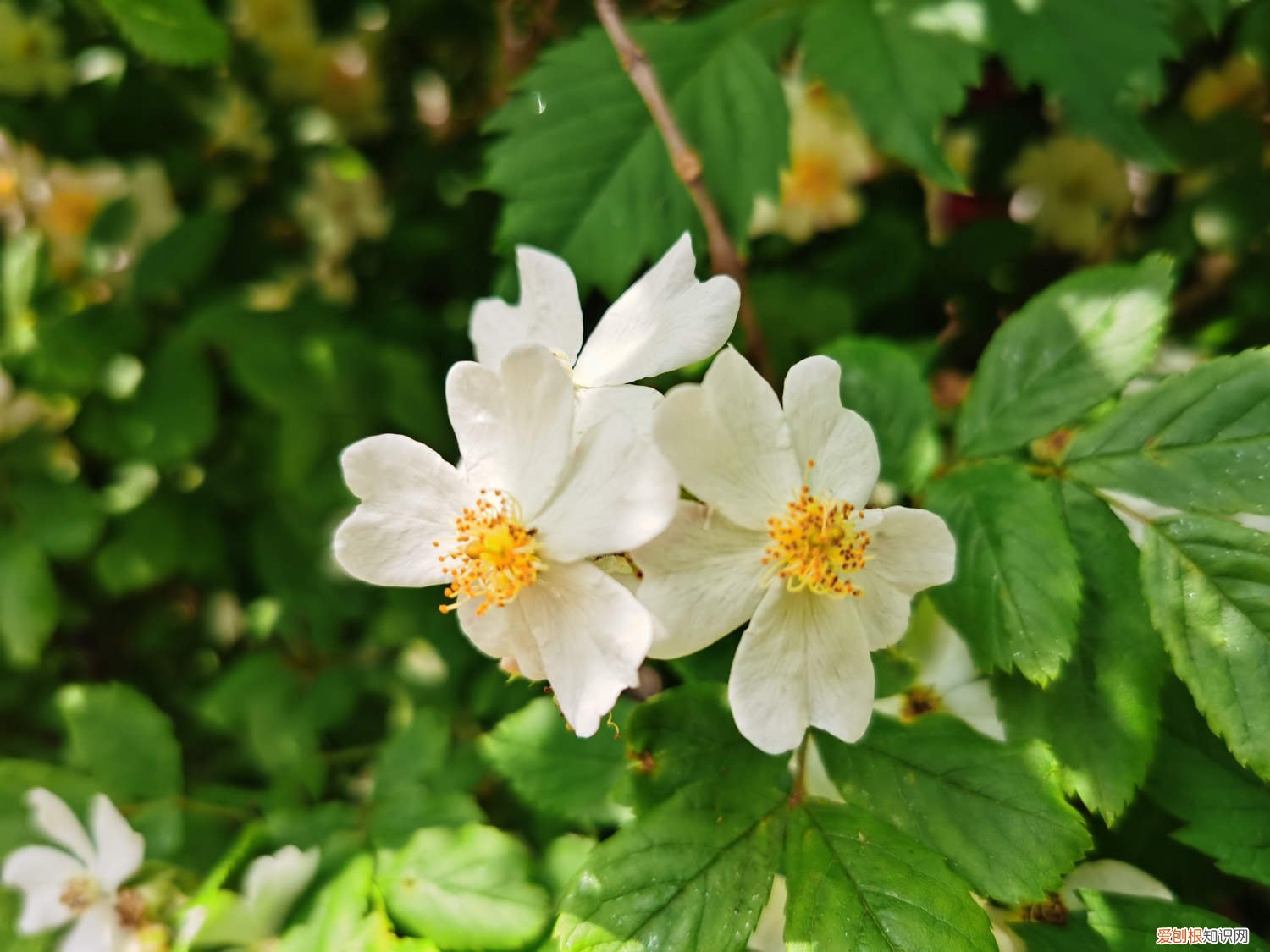 野蔷薇能养家里吗 怎么养野蔷薇