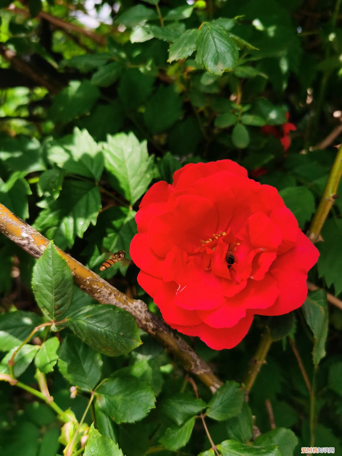 野蔷薇能养家里吗 怎么养野蔷薇