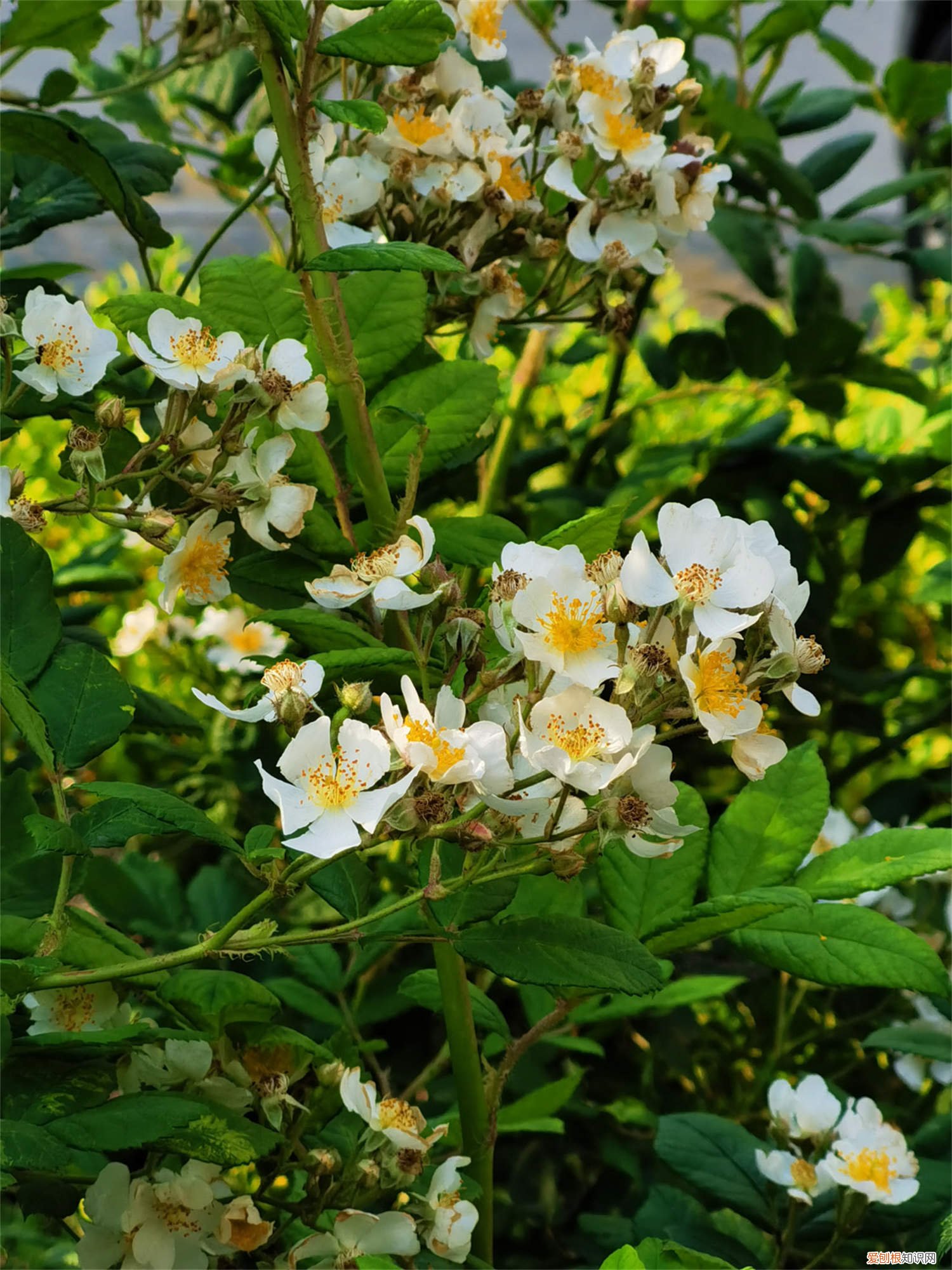 野蔷薇能养家里吗 怎么养野蔷薇