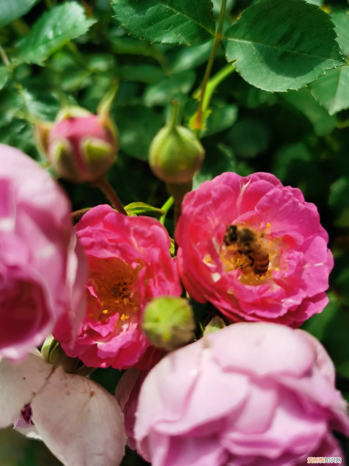 野蔷薇能养家里吗 怎么养野蔷薇