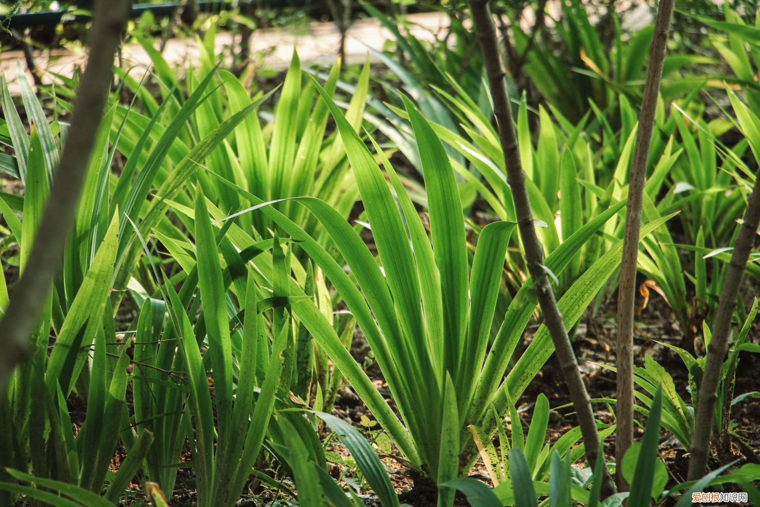 鸢尾花的养殖方法和注意事项 鸢尾花的养殖方法
