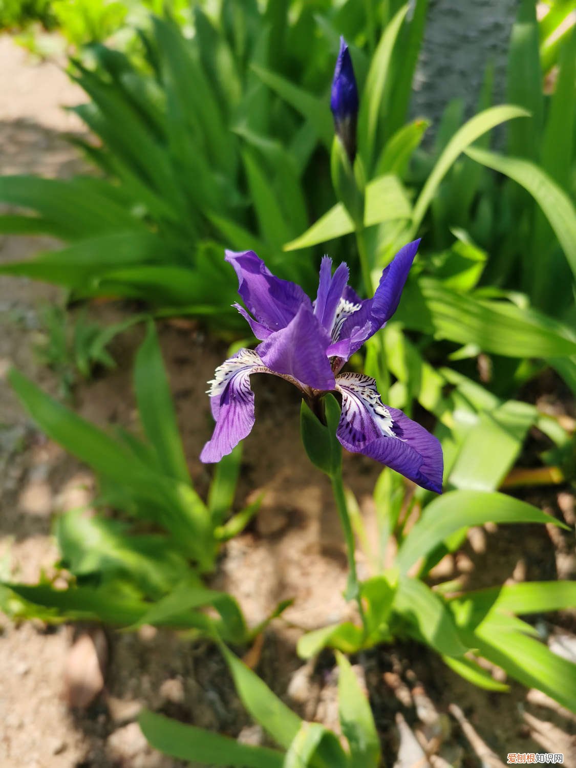 鸢尾花的养殖方法和注意事项 鸢尾花的养殖方法