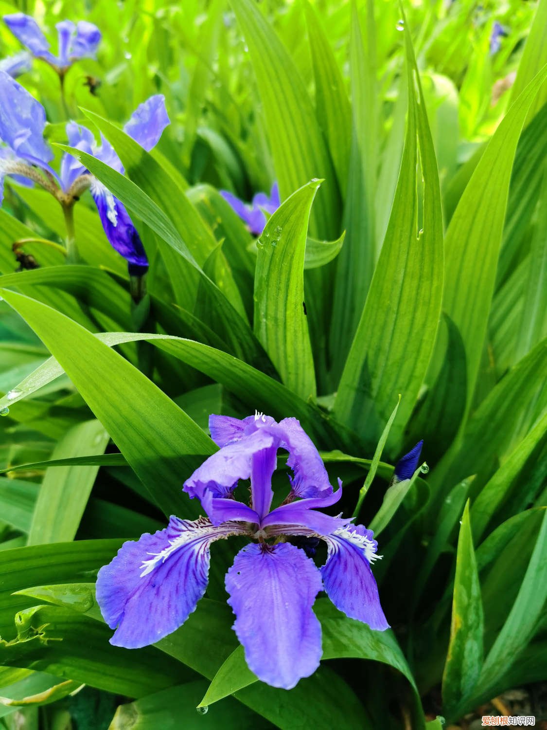 鸢尾花的养殖方法和注意事项 鸢尾花的养殖方法