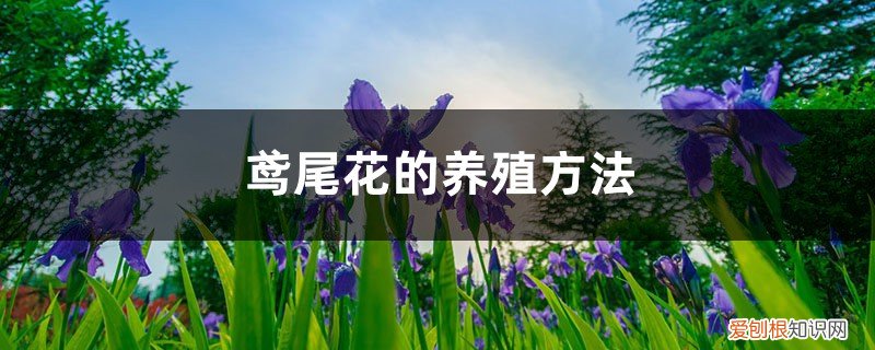 鸢尾花的养殖方法和注意事项 鸢尾花的养殖方法