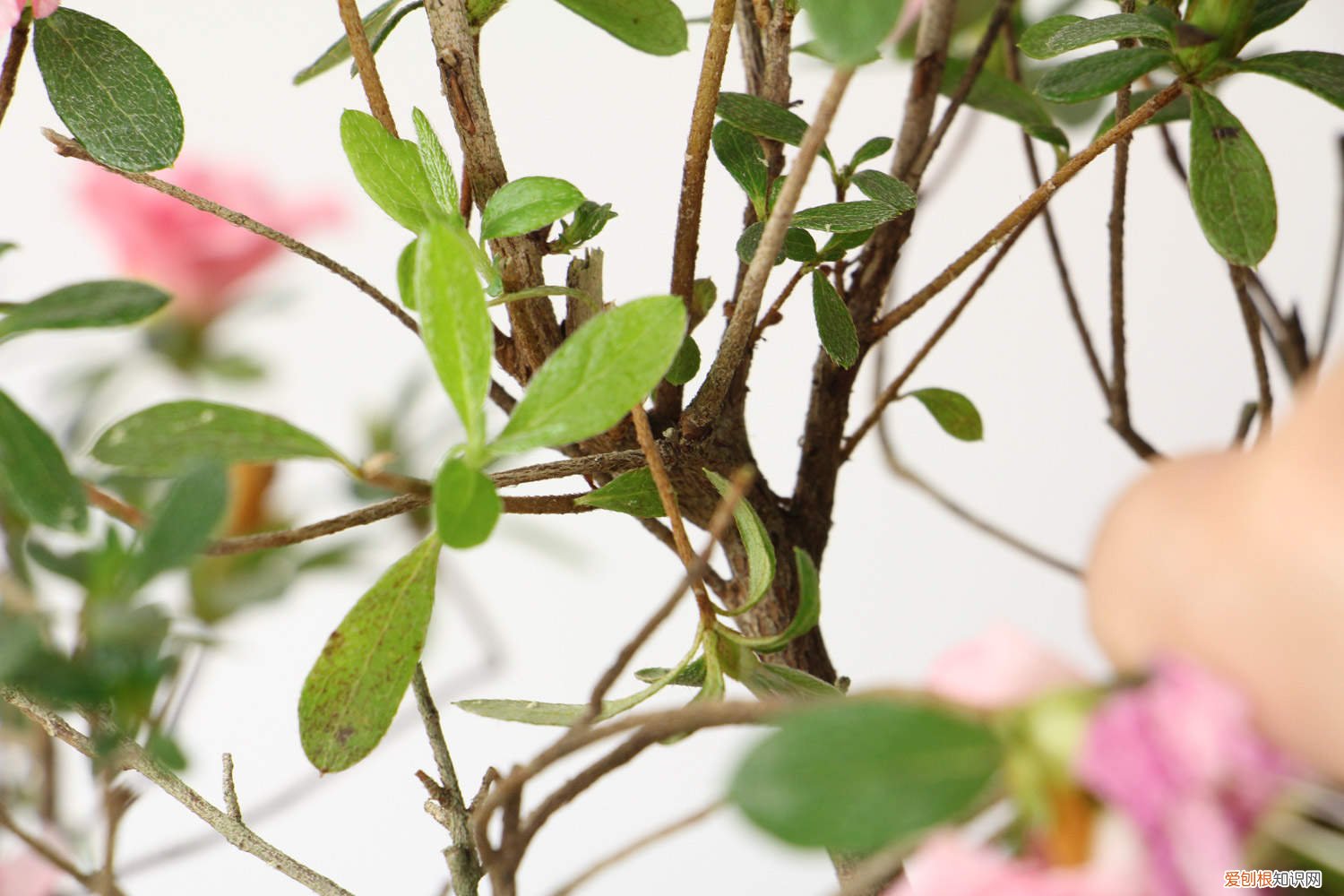 锦绣杜鹃的养殖方法 云锦杜鹃的养殖方法