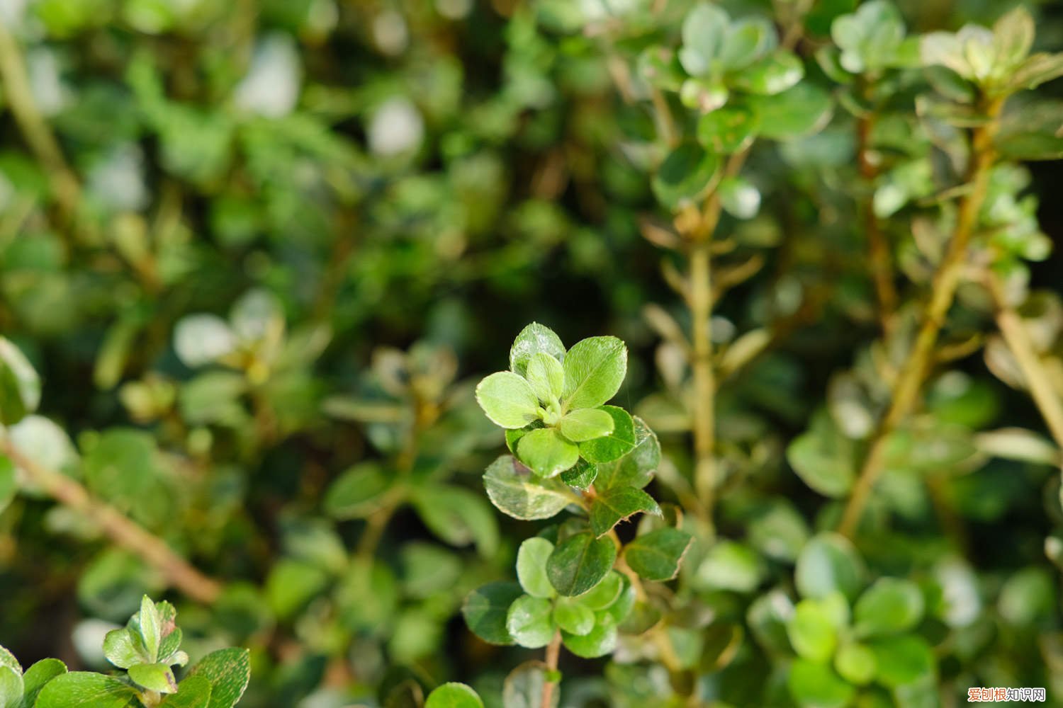 锦绣杜鹃的养殖方法 云锦杜鹃的养殖方法