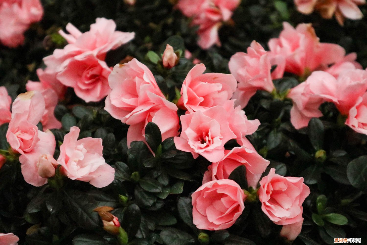 锦绣杜鹃的养殖方法 云锦杜鹃的养殖方法