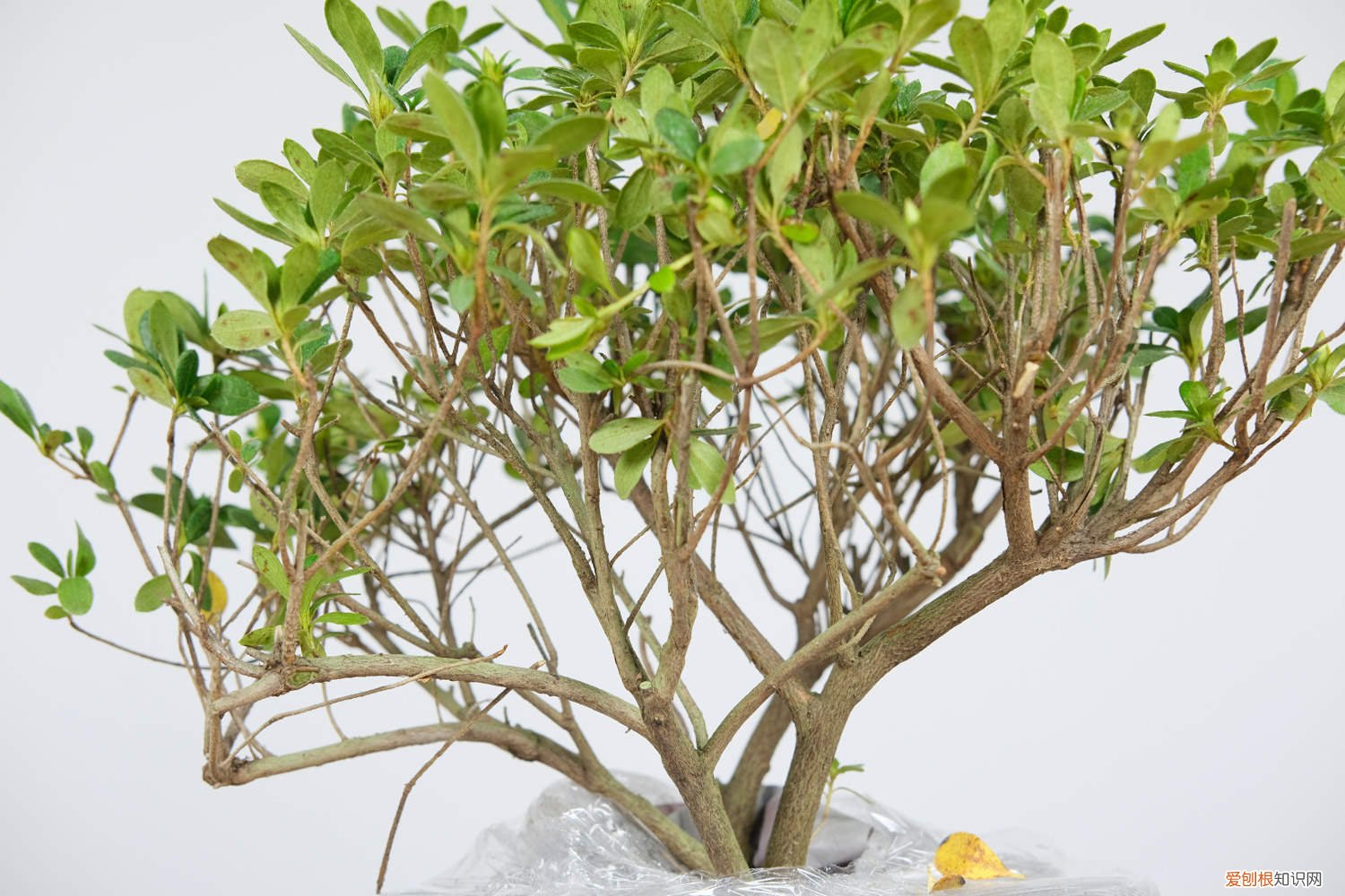 锦绣杜鹃的养殖方法 云锦杜鹃的养殖方法