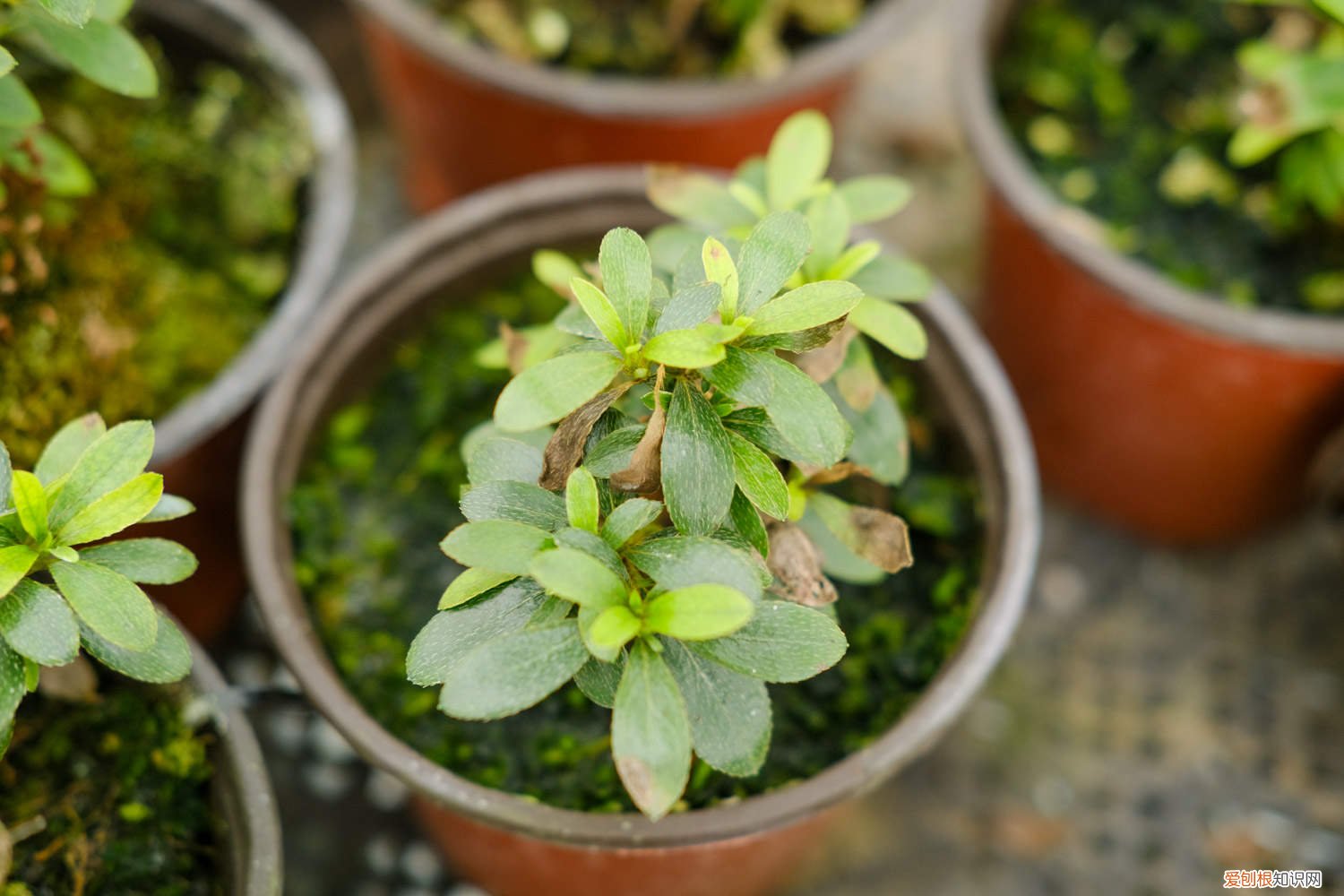 锦绣杜鹃的养殖方法 云锦杜鹃的养殖方法