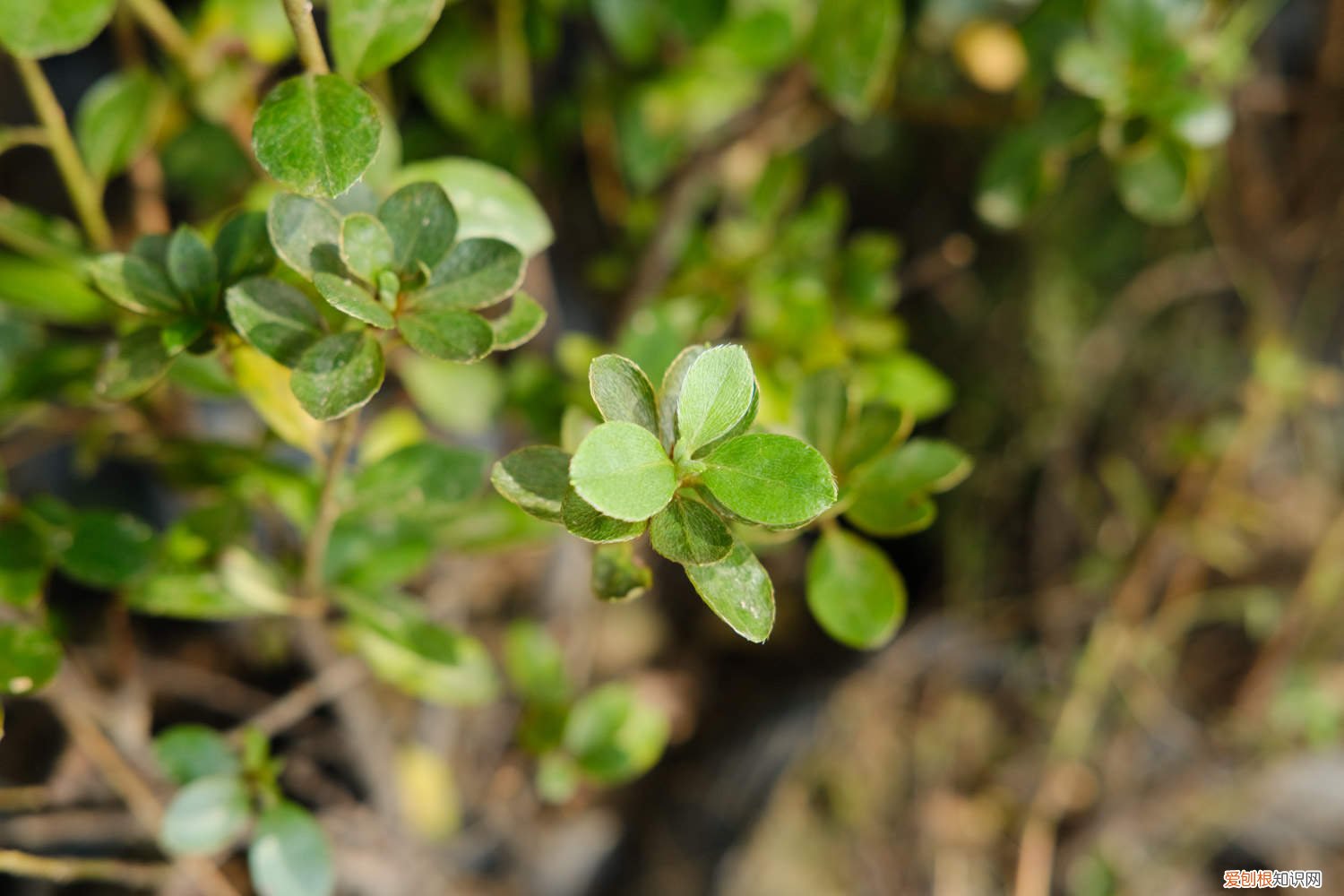 锦绣杜鹃的养殖方法 云锦杜鹃的养殖方法