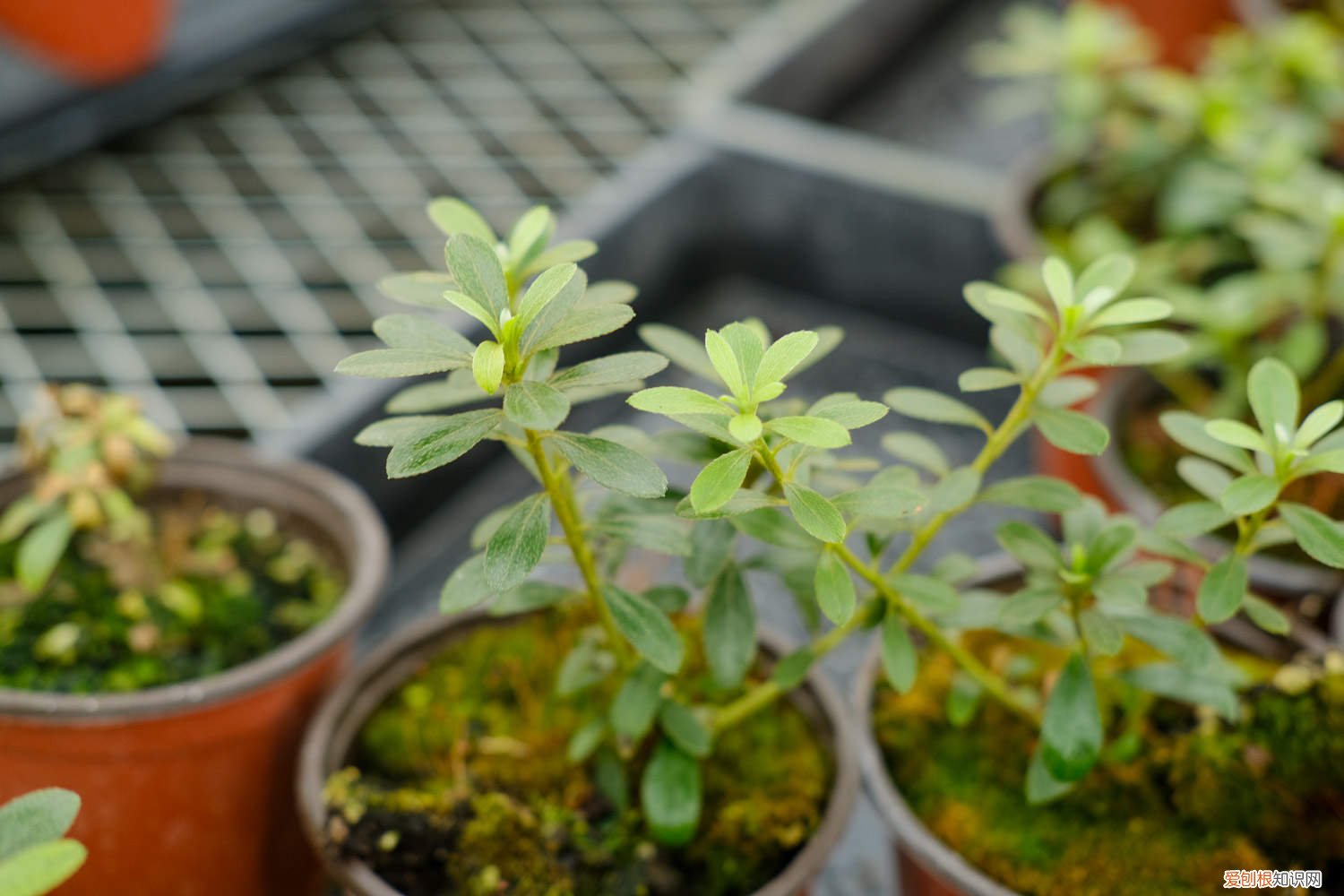 锦绣杜鹃的养殖方法 云锦杜鹃的养殖方法