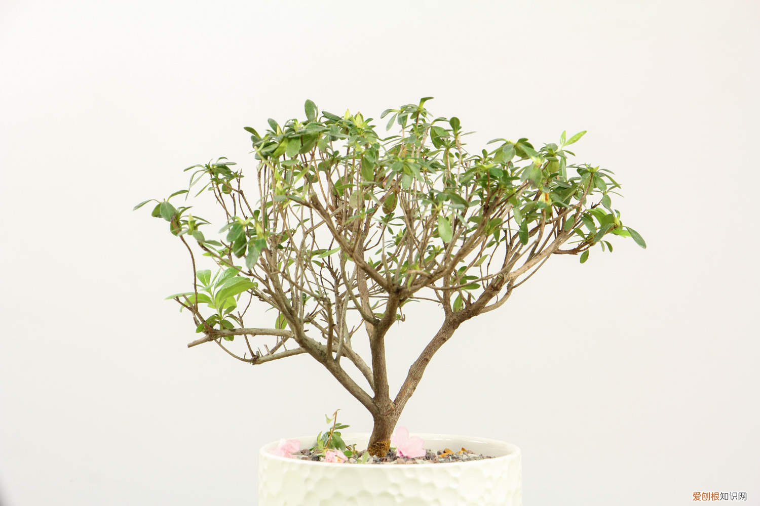 锦绣杜鹃的养殖方法 云锦杜鹃的养殖方法