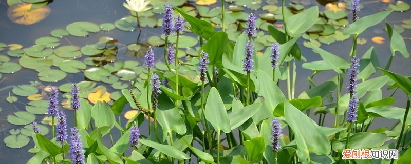 雨久花怎么养 雨久花的养殖方法