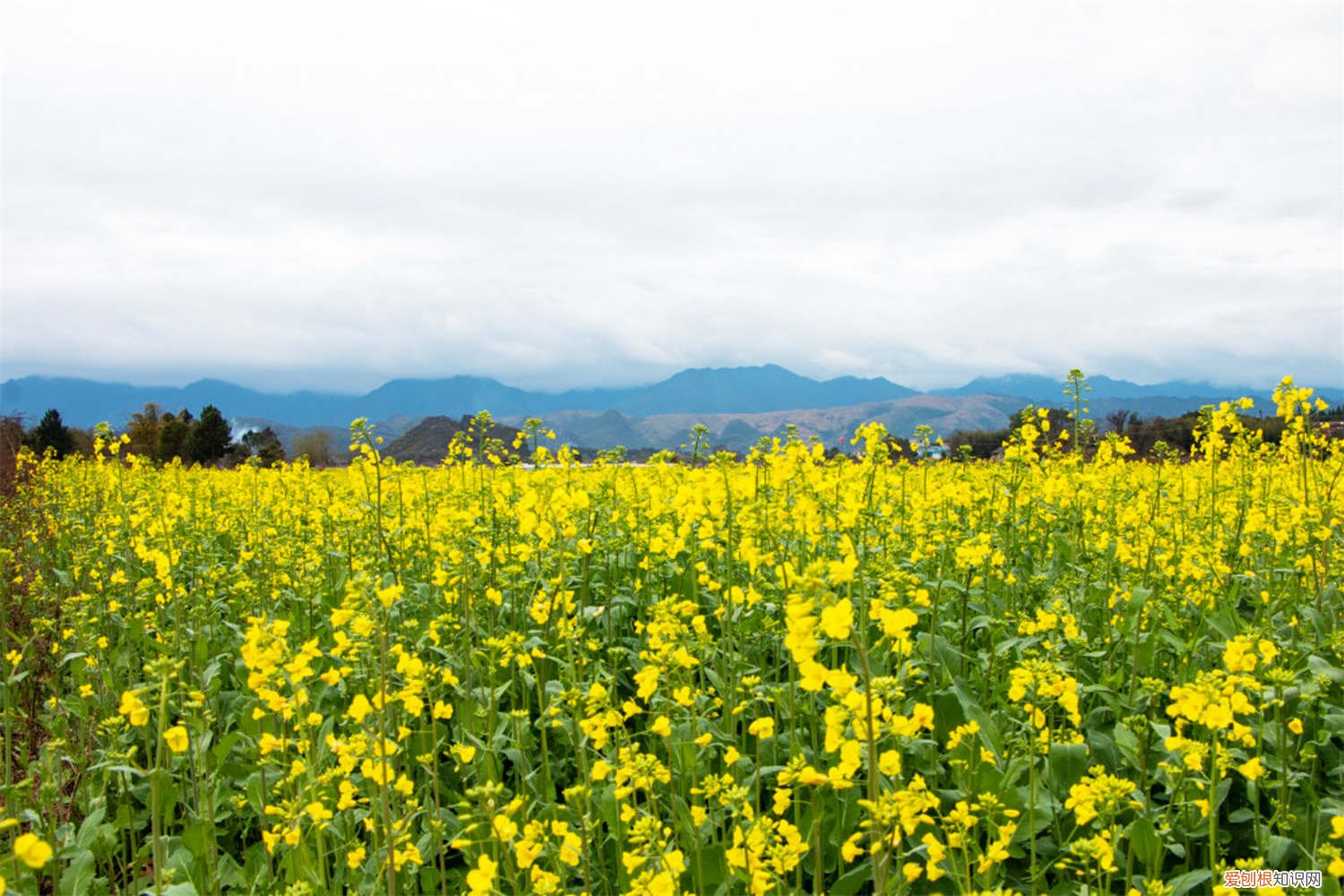 油菜花可以长成什么 油菜花怎么养长的好