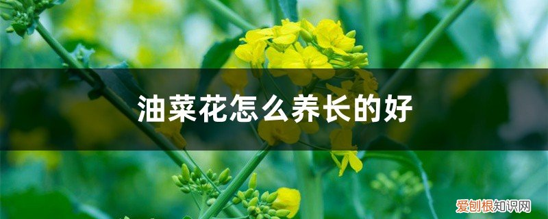 油菜花可以长成什么 油菜花怎么养长的好
