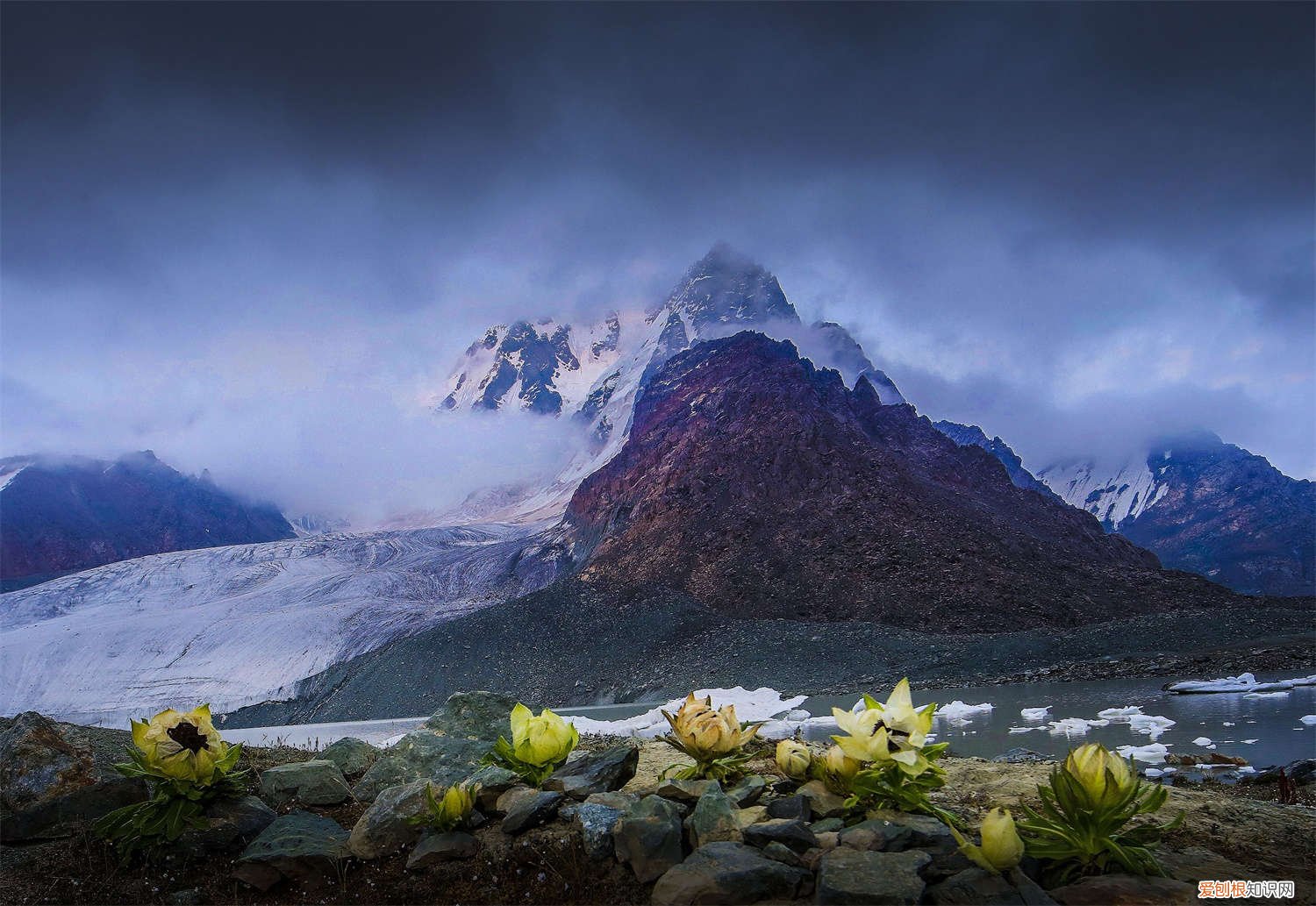 雪莲花怎么栽培 雪莲花的养殖方法