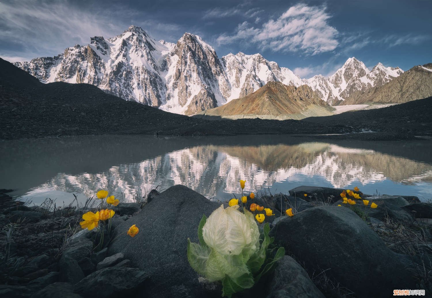 雪莲花怎么栽培 雪莲花的养殖方法