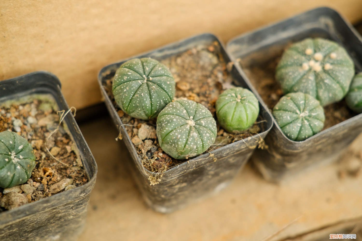 星兜适合用什么盆种 星兜的养殖方法