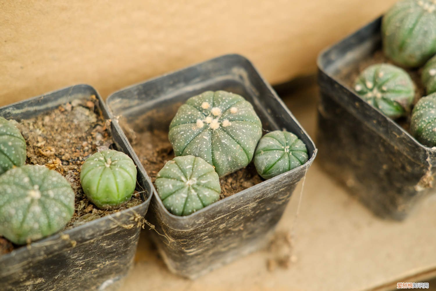 星兜适合用什么盆种 星兜的养殖方法