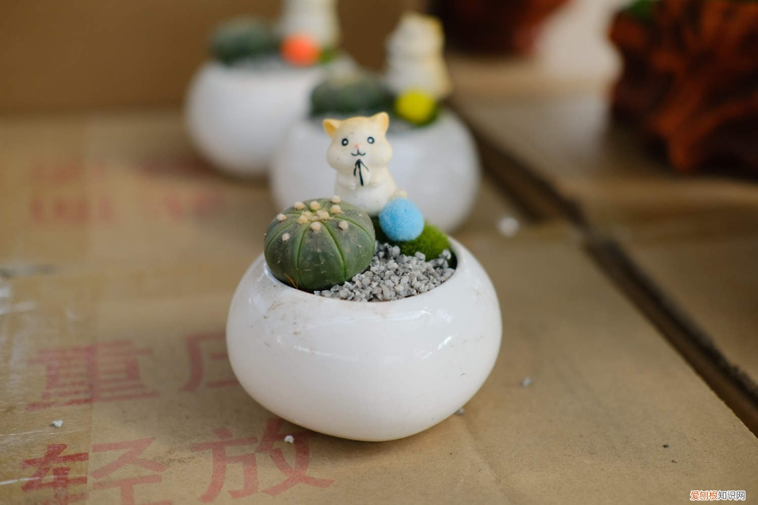 星兜适合用什么盆种 星兜的养殖方法