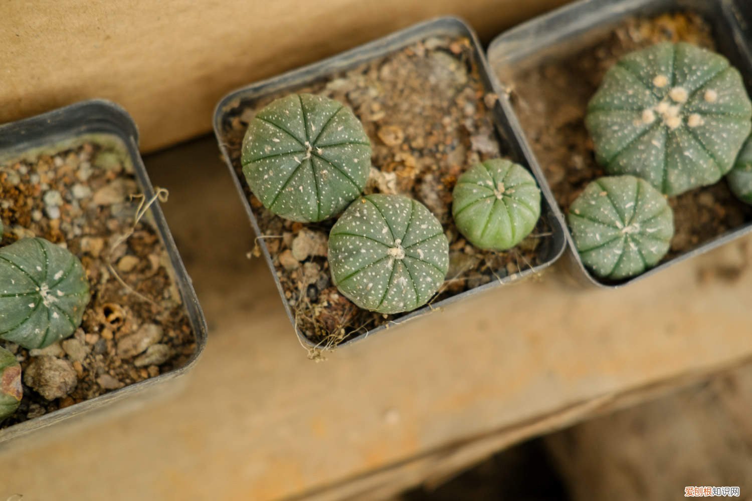 星兜适合用什么盆种 星兜的养殖方法