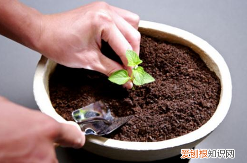 图 花盆土板结还能用吗 养花的土板结了怎么办