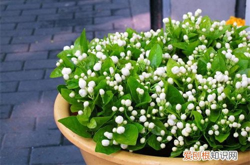 图 花期长的室内植物有哪些 室内花期较长花卉有哪些