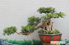 图 榕树盆景为什么掉叶子 榕树掉叶子是怎么回事