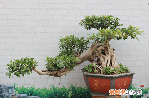 图 榕树盆景为什么掉叶子 榕树掉叶子是怎么回事