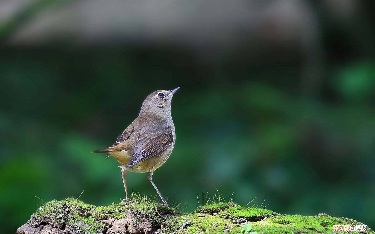 蓝靛颏鸟怎么大叫,蓝靛颏鸟大叫mp3