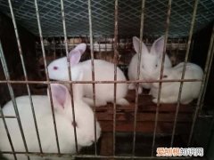 新西兰兔生活环境，新西兰兔怎么养