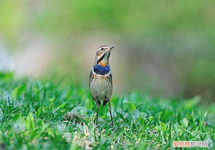 蓝点颏鸟如何挑选,蓝点颏怎么挑选