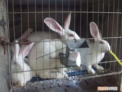 新西兰兔繁殖特点，新西兰兔一年繁殖几窝