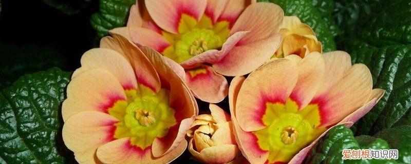 樱草花好养吗 樱草花怎么养长的好