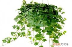 图 常春藤怎么养 常春藤的养殖方法