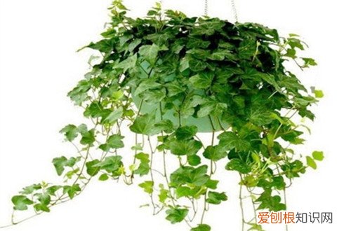 图 常春藤怎么养 常春藤的养殖方法