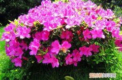 图 杜鹃花怎么剪枝 杜鹃花后该如何修剪