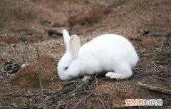 新西兰兔能长多大，新西兰兔能长多重