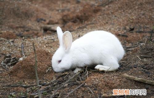 新西兰兔能长多大，新西兰兔能长多重