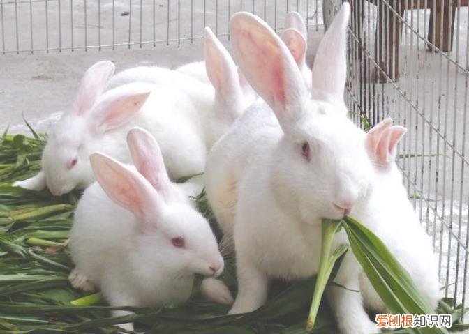 新西兰兔寿命，新西兰兔寿命多长