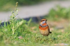 蓝点颏能活几年，蓝点颏好养还是红靛颏好养活