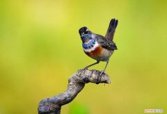 怎么给蓝靛颏增紫，蓝靛颏与红靛颏