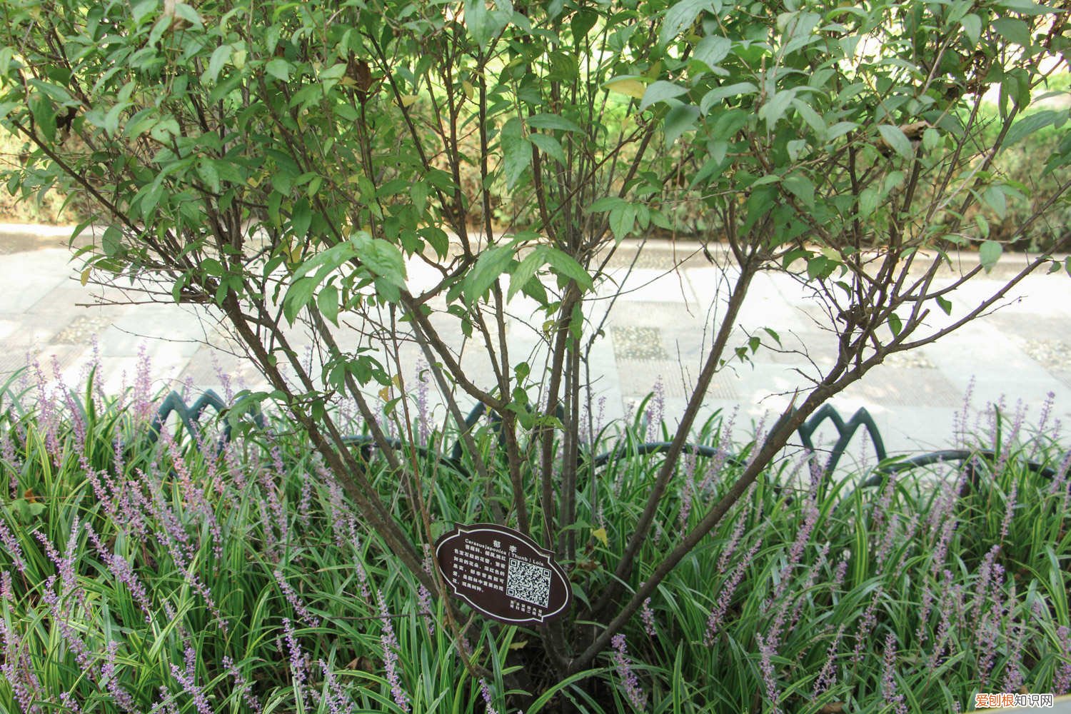 郁李生长环境 怎么养郁李