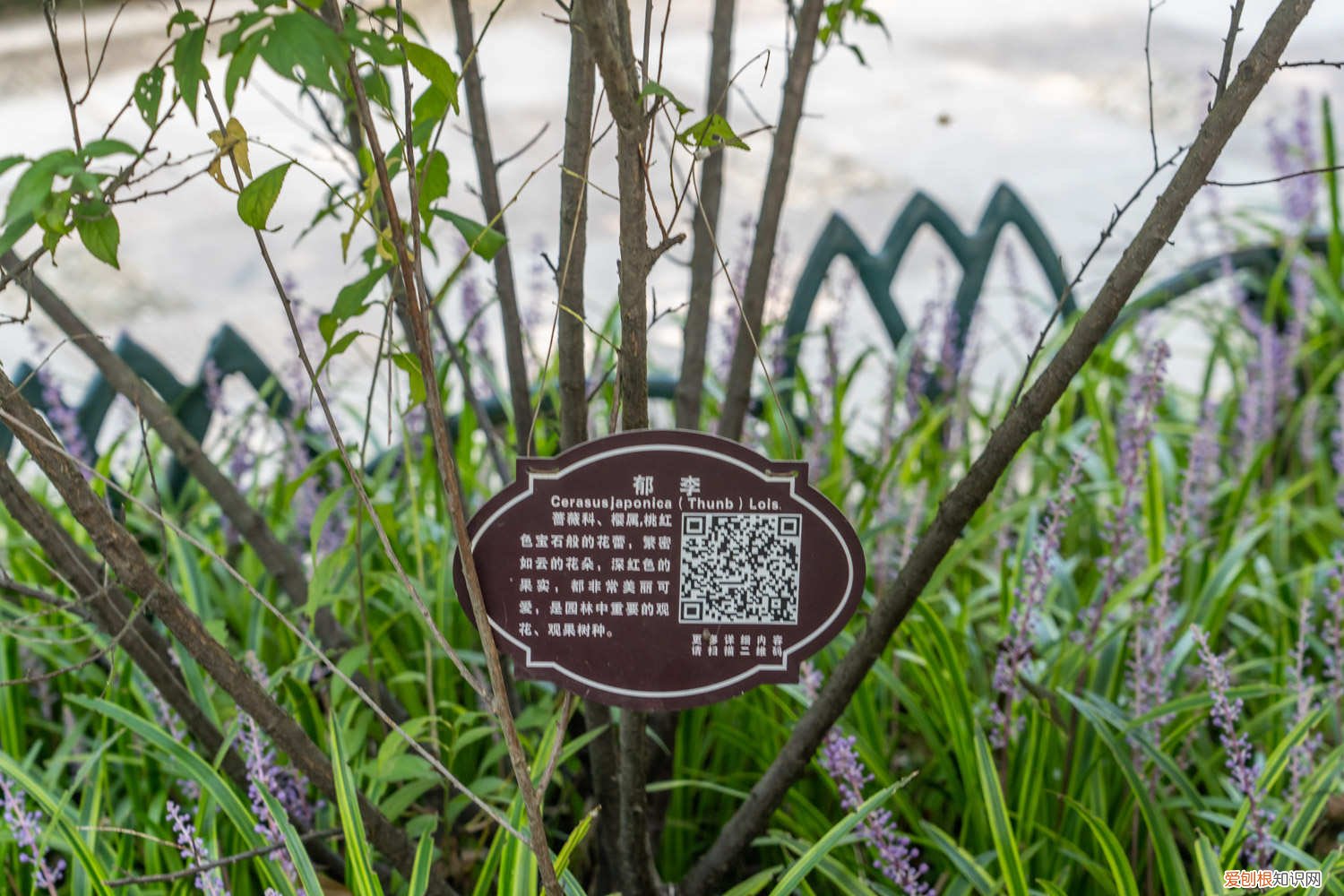 郁李生长环境 怎么养郁李