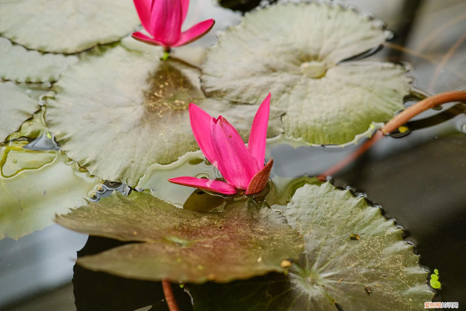 延药睡莲和睡莲的区别 延药睡莲如何养