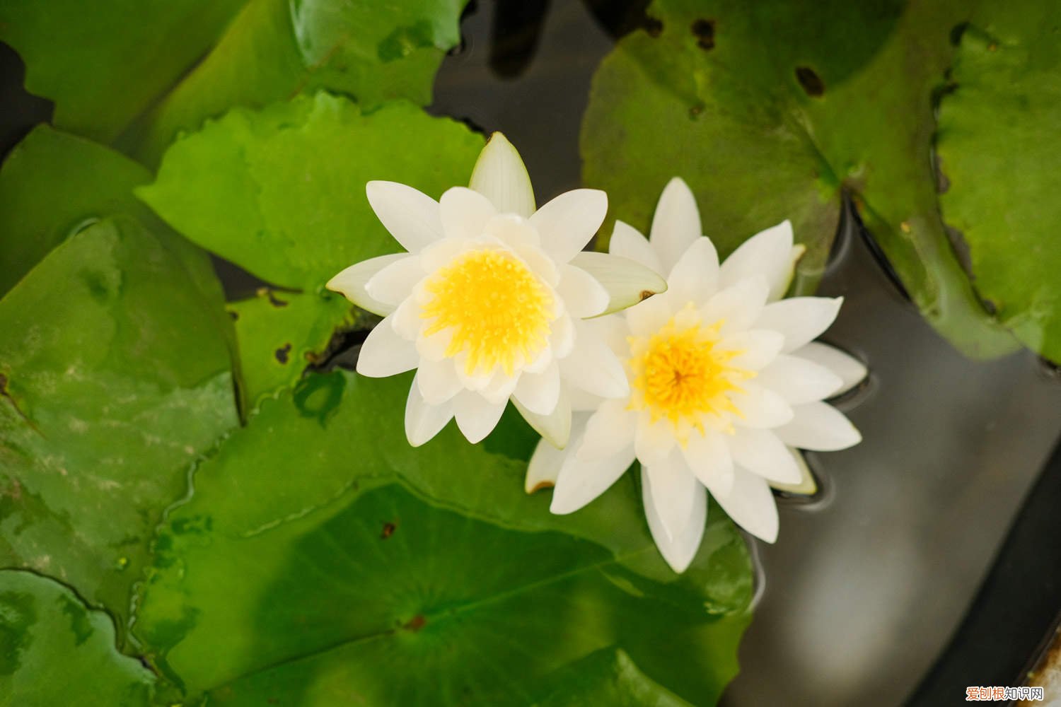 延药睡莲和睡莲的区别 延药睡莲如何养