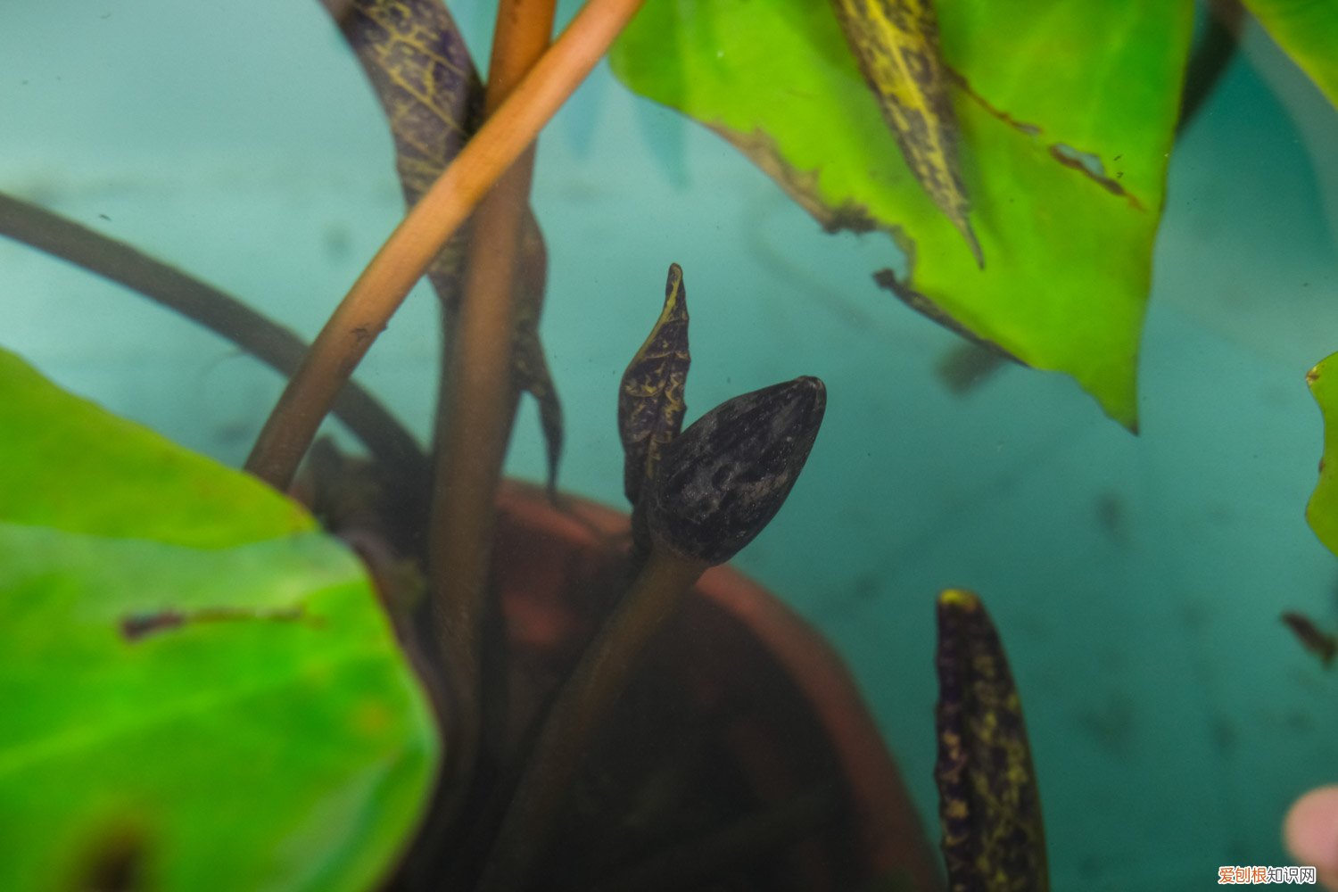 延药睡莲和睡莲的区别 延药睡莲如何养