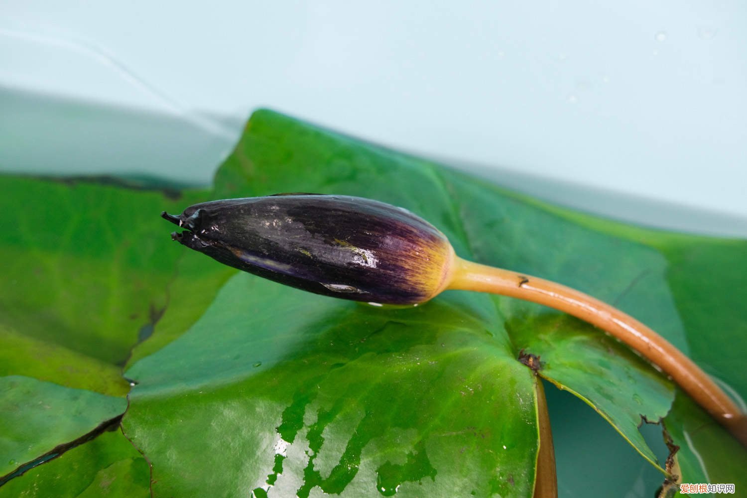 延药睡莲和睡莲的区别 延药睡莲如何养