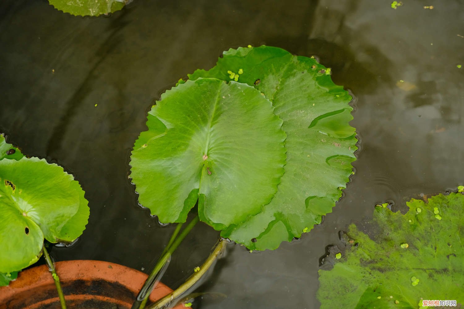 延药睡莲和睡莲的区别 延药睡莲如何养